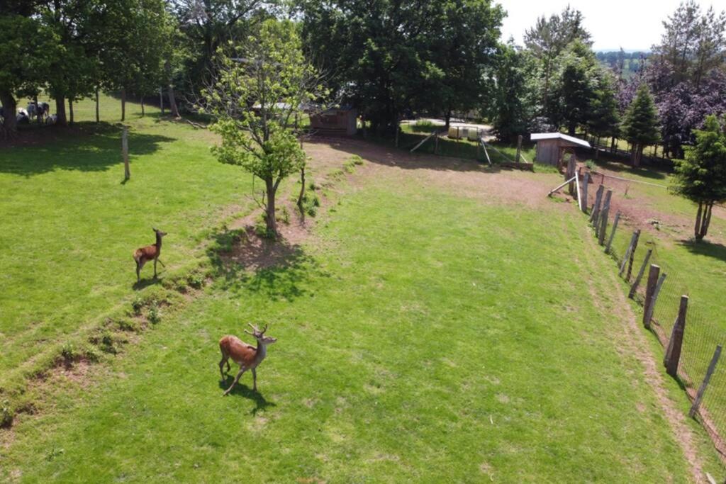 Le Grand Cerf 25 Pers, Malmedy- Chalet Rustique, Jardin Zewnętrze zdjęcie